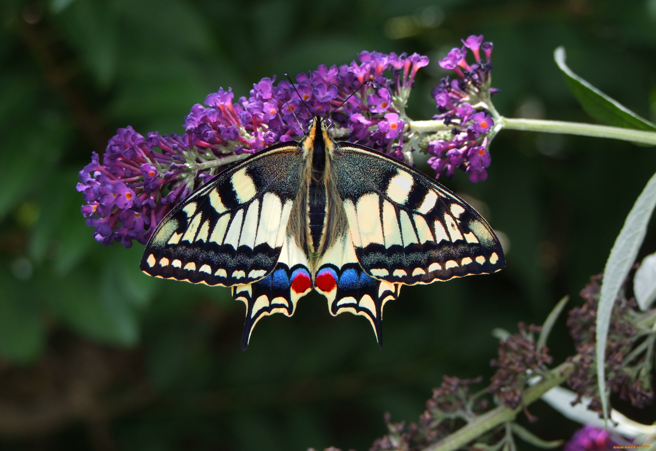 Цветы похожи на крылья бабочек